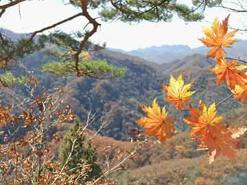 美辰壹號最新房價(jià)揭秘，小巷深處的驚喜發(fā)現(xiàn)