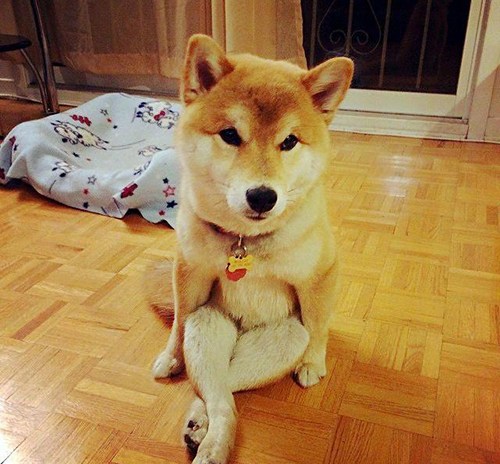 柴犬最新動態(tài)與時代回顧，背景、事件與地位深度解析