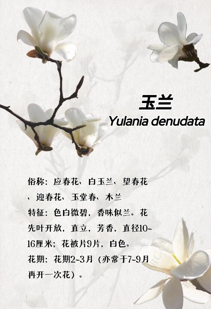 最新玉芝蘭，與自然美景的邂逅與內(nèi)心平和之旅